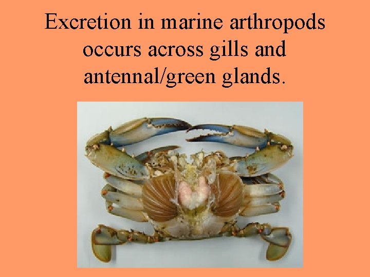 Excretion in marine arthropods occurs across gills and antennal/green glands. 