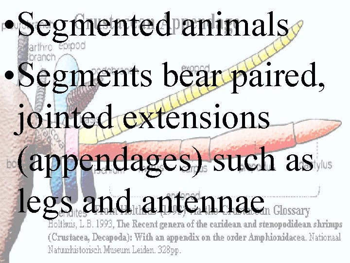  • Segmented animals • Segments bear paired, jointed extensions (appendages) such as legs
