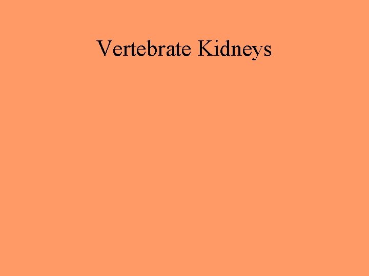 Vertebrate Kidneys 