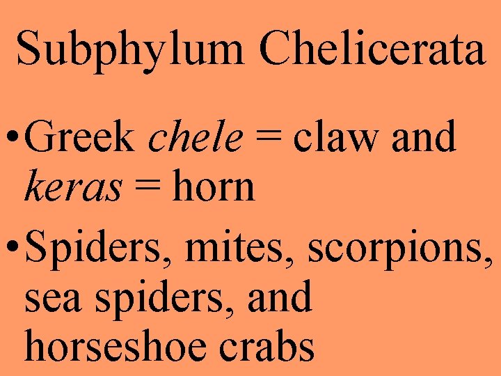 Subphylum Chelicerata • Greek chele = claw and keras = horn • Spiders, mites,