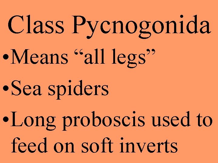 Class Pycnogonida • Means “all legs” • Sea spiders • Long proboscis used to