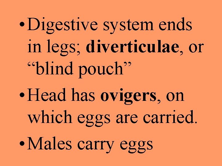  • Digestive system ends in legs; diverticulae, or “blind pouch” • Head has