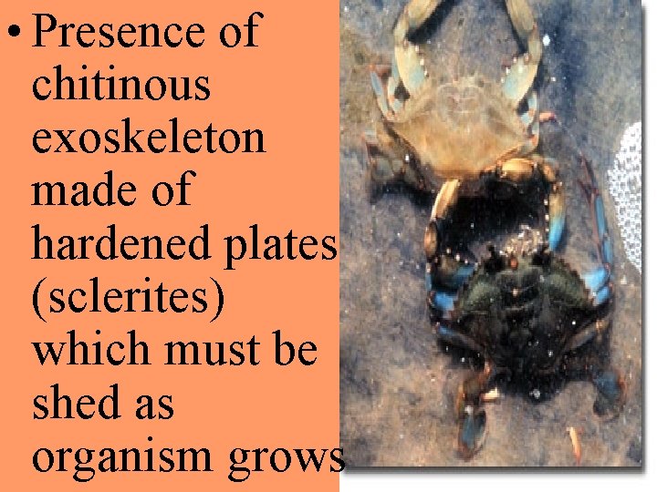  • Presence of chitinous exoskeleton made of hardened plates (sclerites) which must be