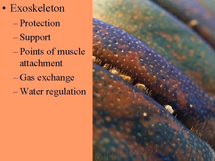  • Exoskeleton – Protection – Support – Points of muscle attachment – Gas