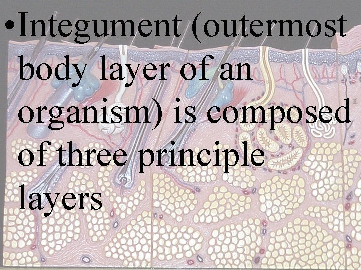  • Integument (outermost body layer of an organism) is composed of three principle