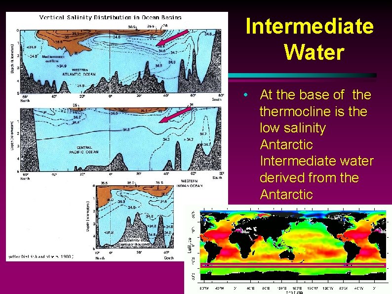 Intermediate Water • At the base of thermocline is the low salinity Antarctic Intermediate