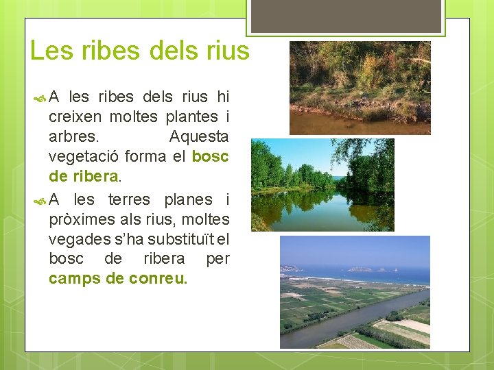 Les ribes dels rius A les ribes dels rius hi creixen moltes plantes i