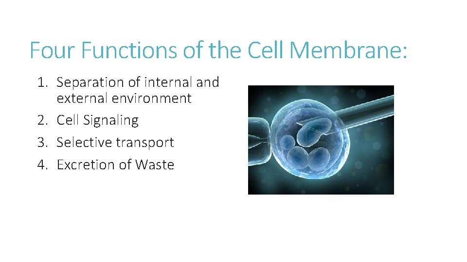 Four Functions of the Cell Membrane: 1. Separation of internal and external environment 2.