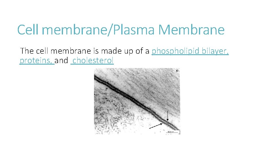 Cell membrane/Plasma Membrane The cell membrane is made up of a phospholipid bilayer, proteins,