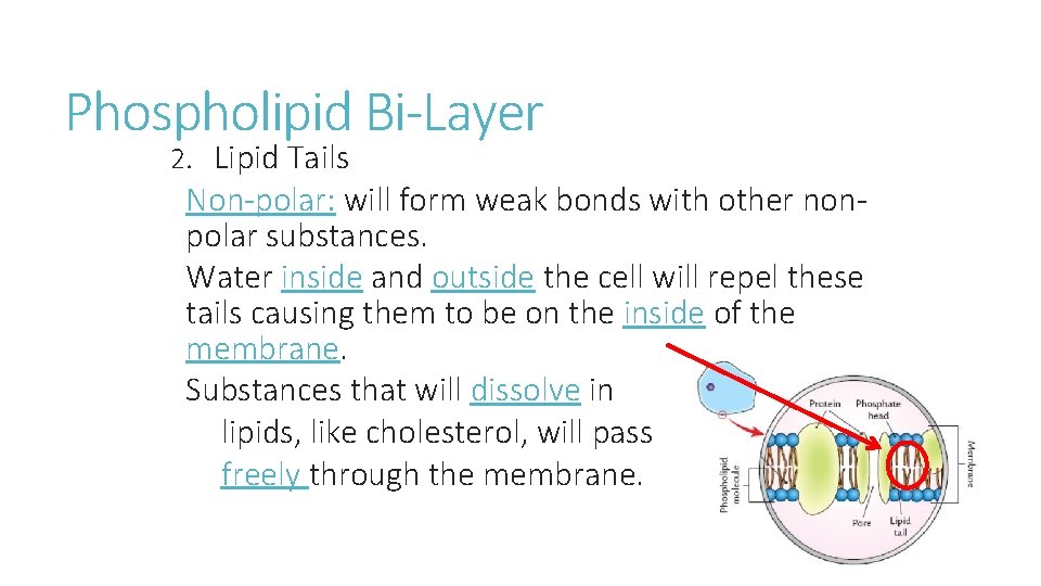 Phospholipid Bi-Layer 2. Lipid Tails Non-polar: will form weak bonds with other nonpolar substances.