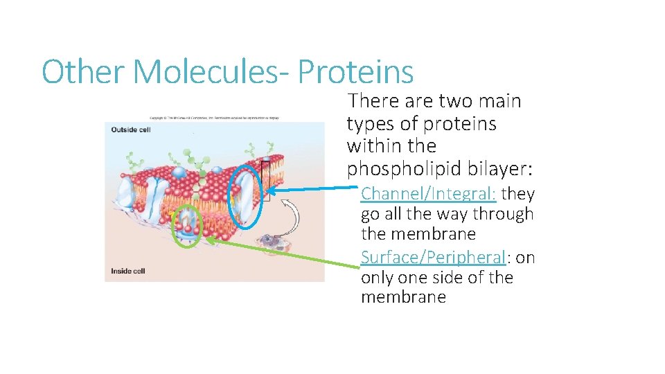 Other Molecules- Proteins There are two main types of proteins within the phospholipid bilayer: