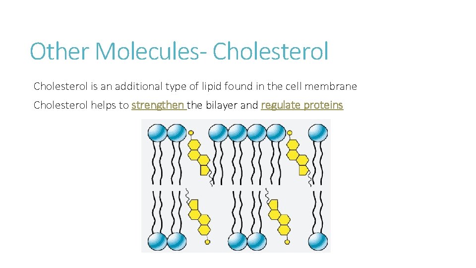 Other Molecules- Cholesterol is an additional type of lipid found in the cell membrane