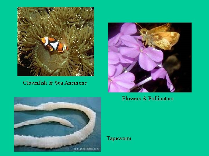 Clownfish & Sea Anemone Flowers & Pollinators Tapeworm 