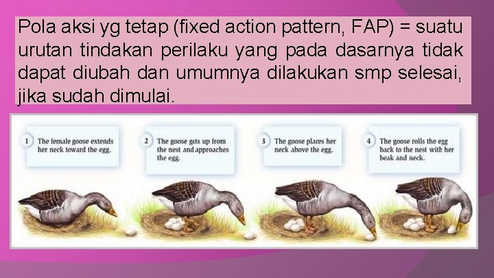 Pola aksi yg tetap (fixed action pattern, FAP) = suatu urutan tindakan perilaku yang