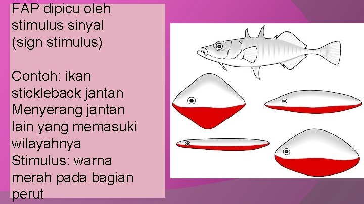 FAP dipicu oleh stimulus sinyal (sign stimulus) Contoh: ikan stickleback jantan Menyerang jantan lain