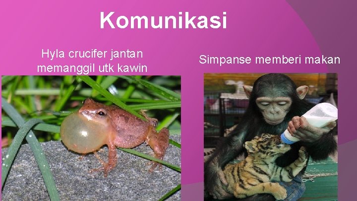 Komunikasi Hyla crucifer jantan memanggil utk kawin Simpanse memberi makan 