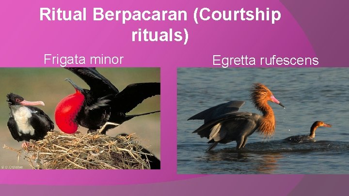 Ritual Berpacaran (Courtship rituals) Frigata minor Egretta rufescens 