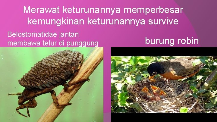 Merawat keturunannya memperbesar kemungkinan keturunannya survive Belostomatidae jantan membawa telur di punggung burung robin