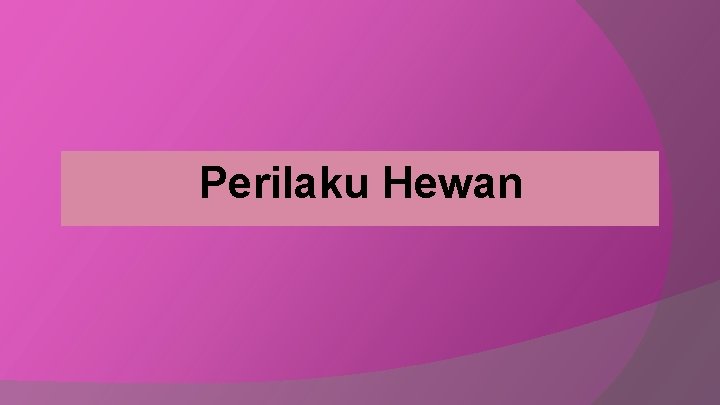 Perilaku Hewan 