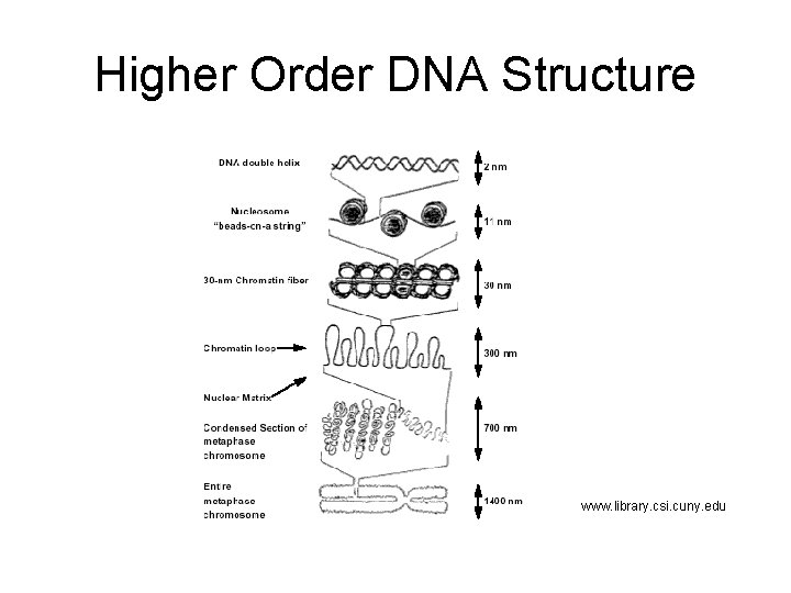 Higher Order DNA Structure www. library. csi. cuny. edu 