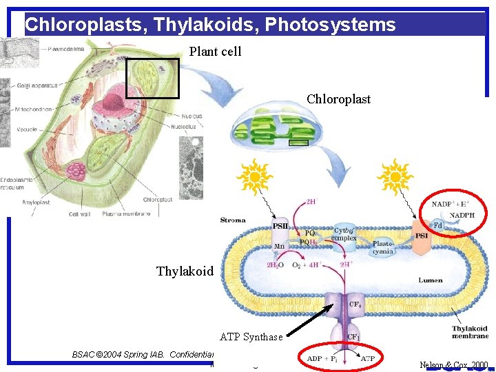 Chloroplasts, Thylakoids, Photosystems Plant cell Chloroplast Thylakoid ATP Synthase BSAC © 2004 Spring IAB.