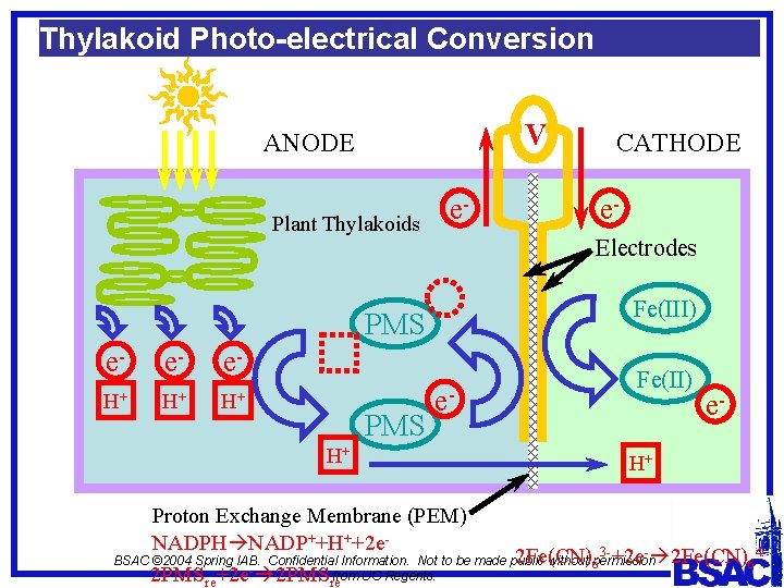 Thylakoid Photo-electrical Conversion V ANODE Plant Thylakoids e- e- e- H+ H+ H+ PMS