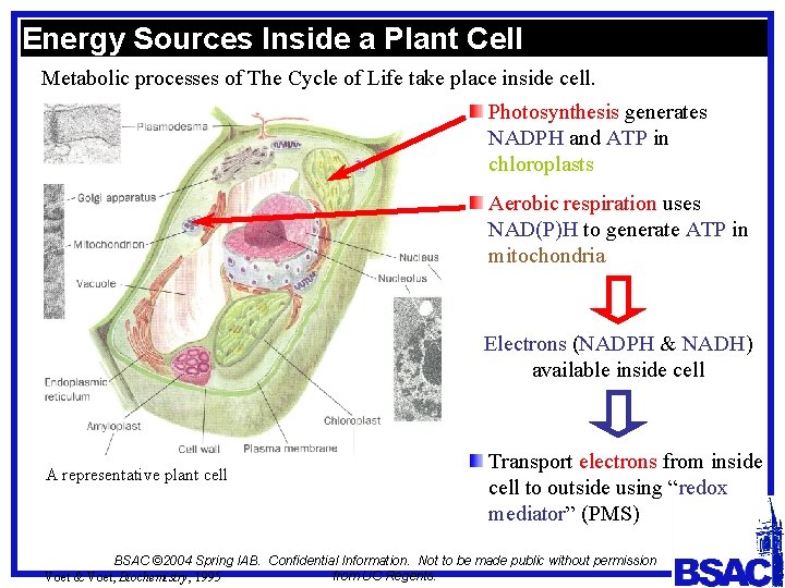 Energy Sources Inside a Plant Cell Metabolic processes of The Cycle of Life take