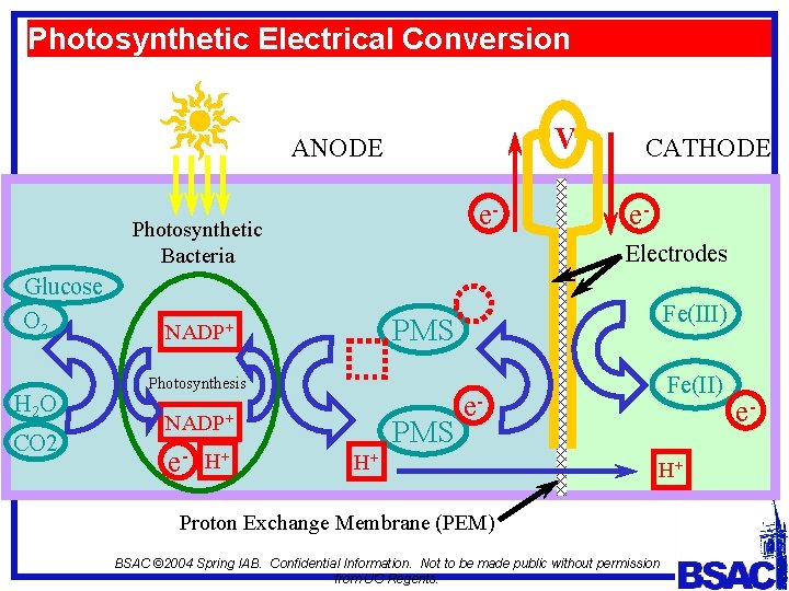 Photosynthetic Electrical Conversion V ANODE e- Photosynthetic Bacteria Glucose O 2 H 2 O