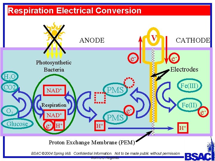 Respiration Electrical Conversion V ANODE e- Photosynthetic Bacteria CATHODE e. Electrodes H 2 O