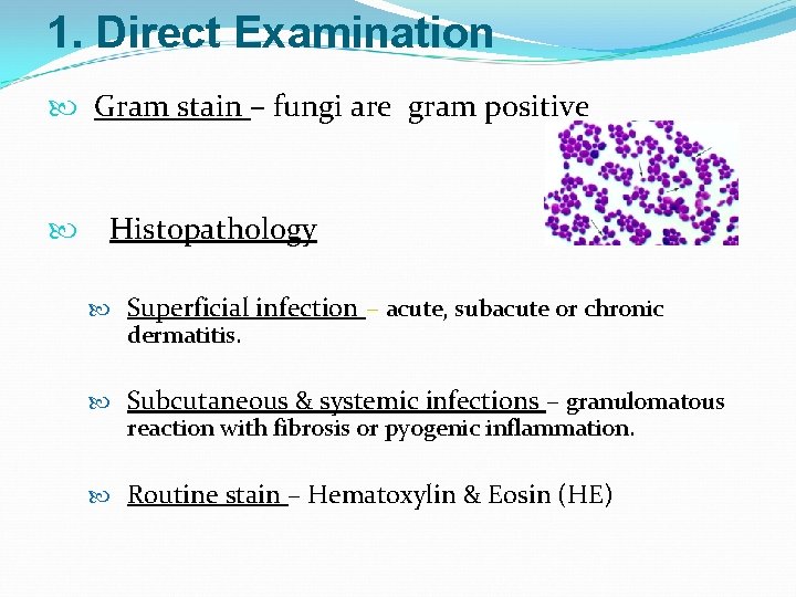 1. Direct Examination Gram stain – fungi are gram positive Histopathology Superficial infection –