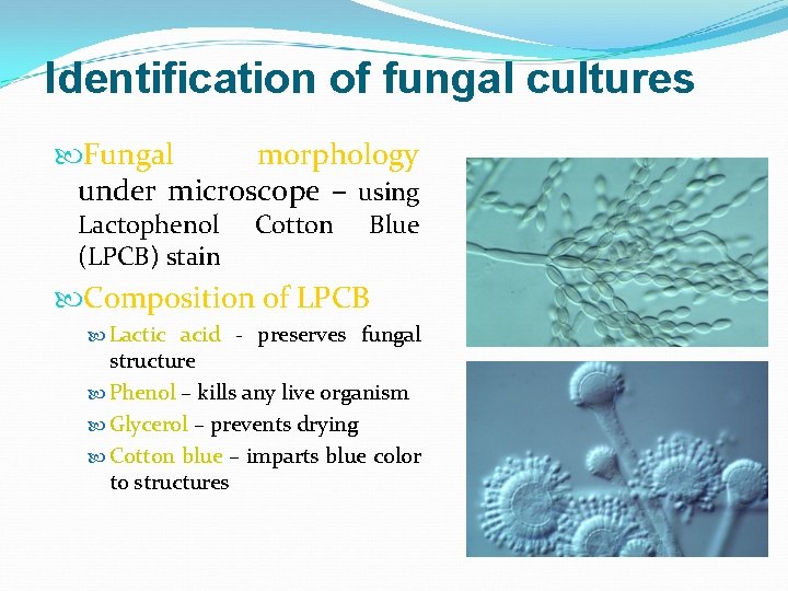 Identification of fungal cultures Fungal morphology under microscope – using Lactophenol (LPCB) stain Cotton