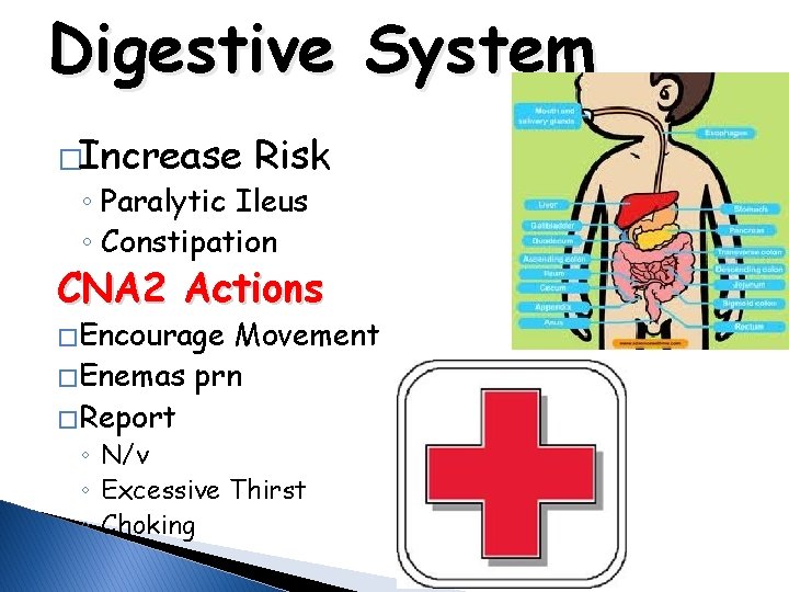 Digestive System �Increase Risk ◦ Paralytic Ileus ◦ Constipation CNA 2 Actions � Encourage