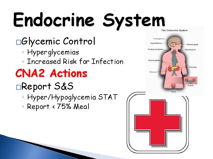 Endocrine System �Glycemic Control ◦ Hyperglycemias ◦ Increased Risk for Infection CNA 2 Actions