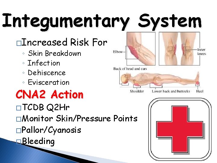 Integumentary System �Increased ◦ ◦ Risk For Skin Breakdown Infection Dehiscence Evisceration CNA 2
