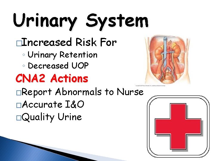 Urinary System �Increased Risk For ◦ Urinary Retention ◦ Decreased UOP CNA 2 Actions