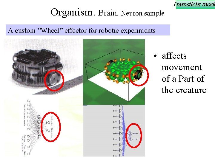 Organism. Brain. Neuron sample Framsticks mode A custom ”Wheel” effector for robotic experiments •