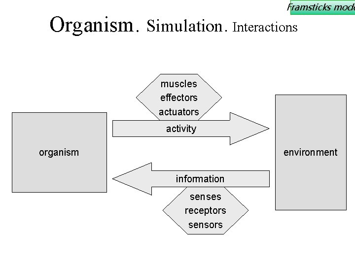 Framsticks mode Organism. Simulation. Interactions muscles effectors actuators activity organism environment information senses receptors