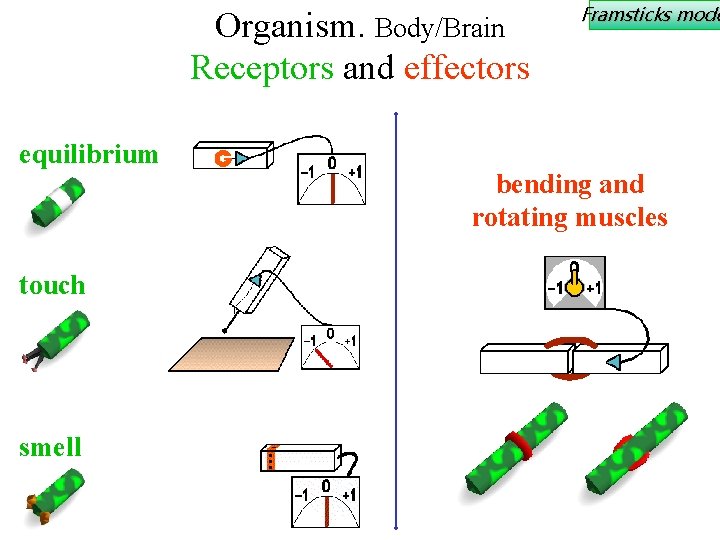 Organism. Body/Brain Receptors and effectors equilibrium touch smell Framsticks mode bending and rotating muscles