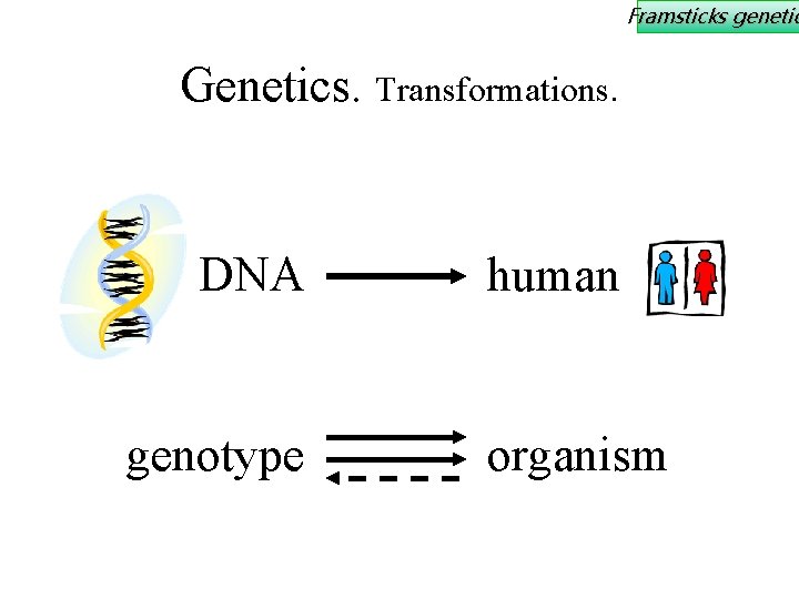 Framsticks genetic Genetics. Transformations. DNA genotype human organism 
