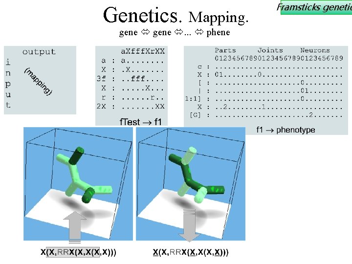 Genetics. Mapping. gene . . . phene Framsticks genetic 