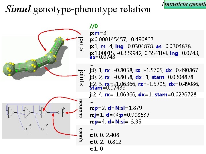 Simul genotype-phenotype relation Framsticks genetic parts joints neurons conn’s //0 p: m=3 p: 0.