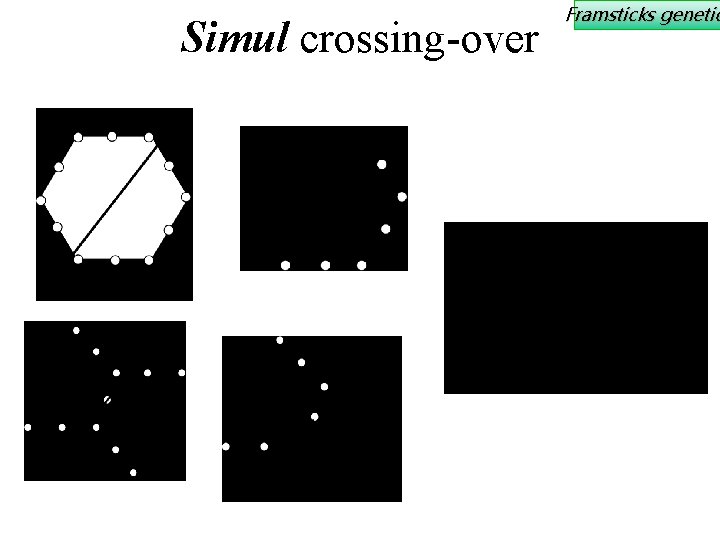 Simul crossing-over Framsticks genetic 