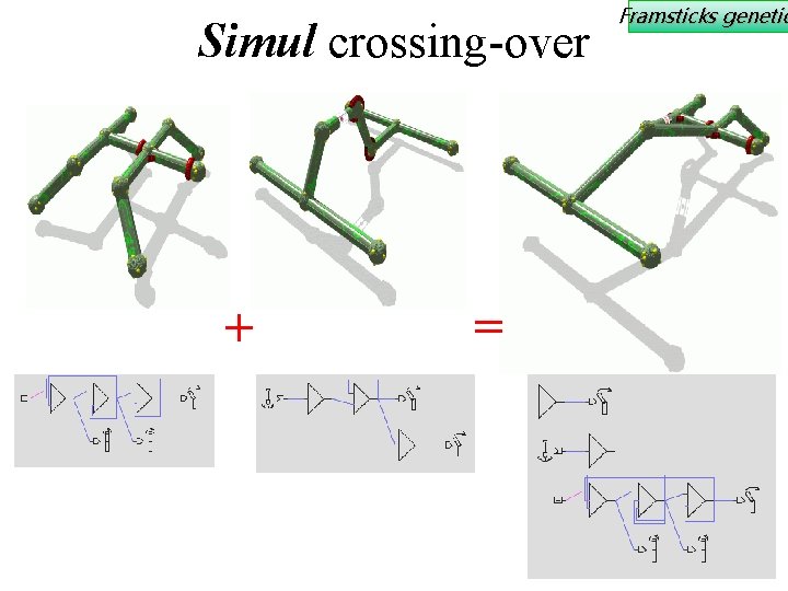 Simul crossing-over + = Framsticks genetic 