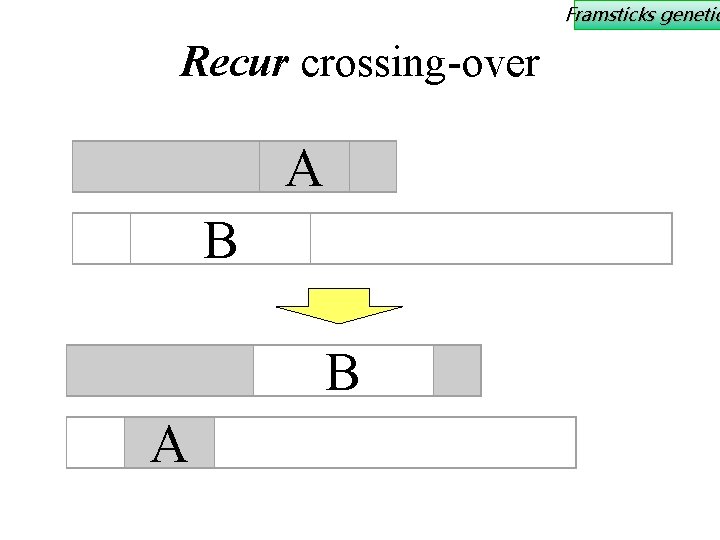 Framsticks genetic Recur crossing-over A B B A 