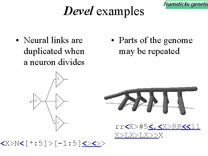 Devel examples • Neural links are duplicated when a neuron divides <X>N<[*: 5]>[-1: 5]<><>>