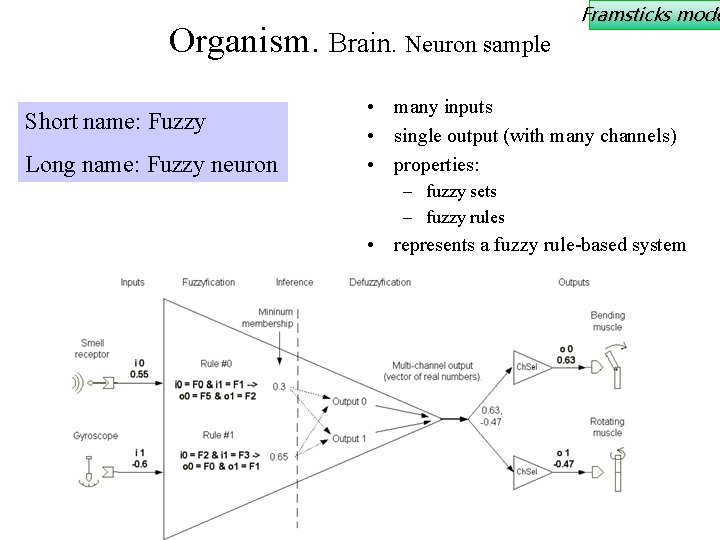 Organism. Brain. Neuron sample Short name: Fuzzy Long name: Fuzzy neuron Framsticks mode •
