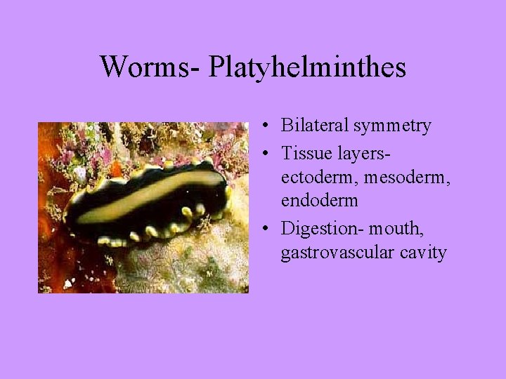 Worms- Platyhelminthes • Bilateral symmetry • Tissue layersectoderm, mesoderm, endoderm • Digestion- mouth, gastrovascular