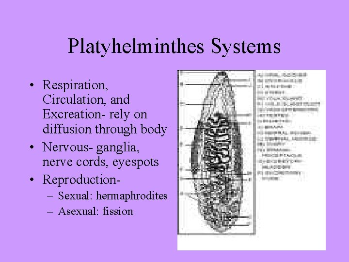 Platyhelminthes Systems • Respiration, Circulation, and Excreation- rely on diffusion through body • Nervous-