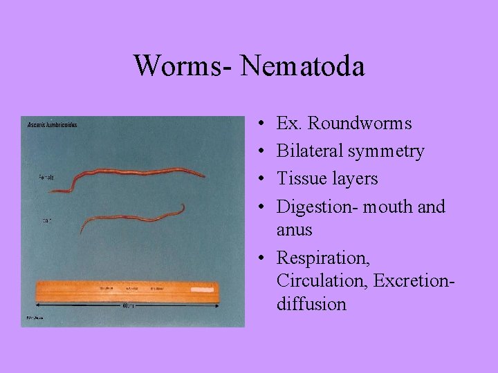 Worms- Nematoda • • Ex. Roundworms Bilateral symmetry Tissue layers Digestion- mouth and anus