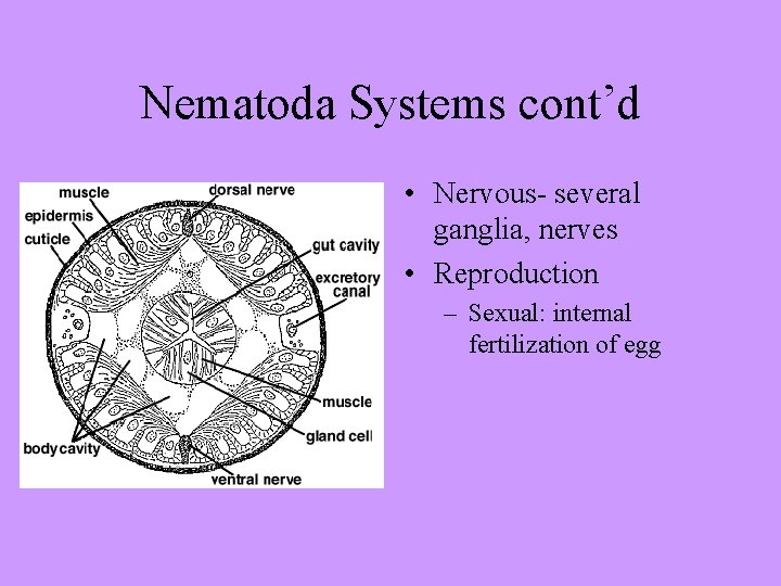 Nematoda Systems cont’d • Nervous- several ganglia, nerves • Reproduction – Sexual: internal fertilization